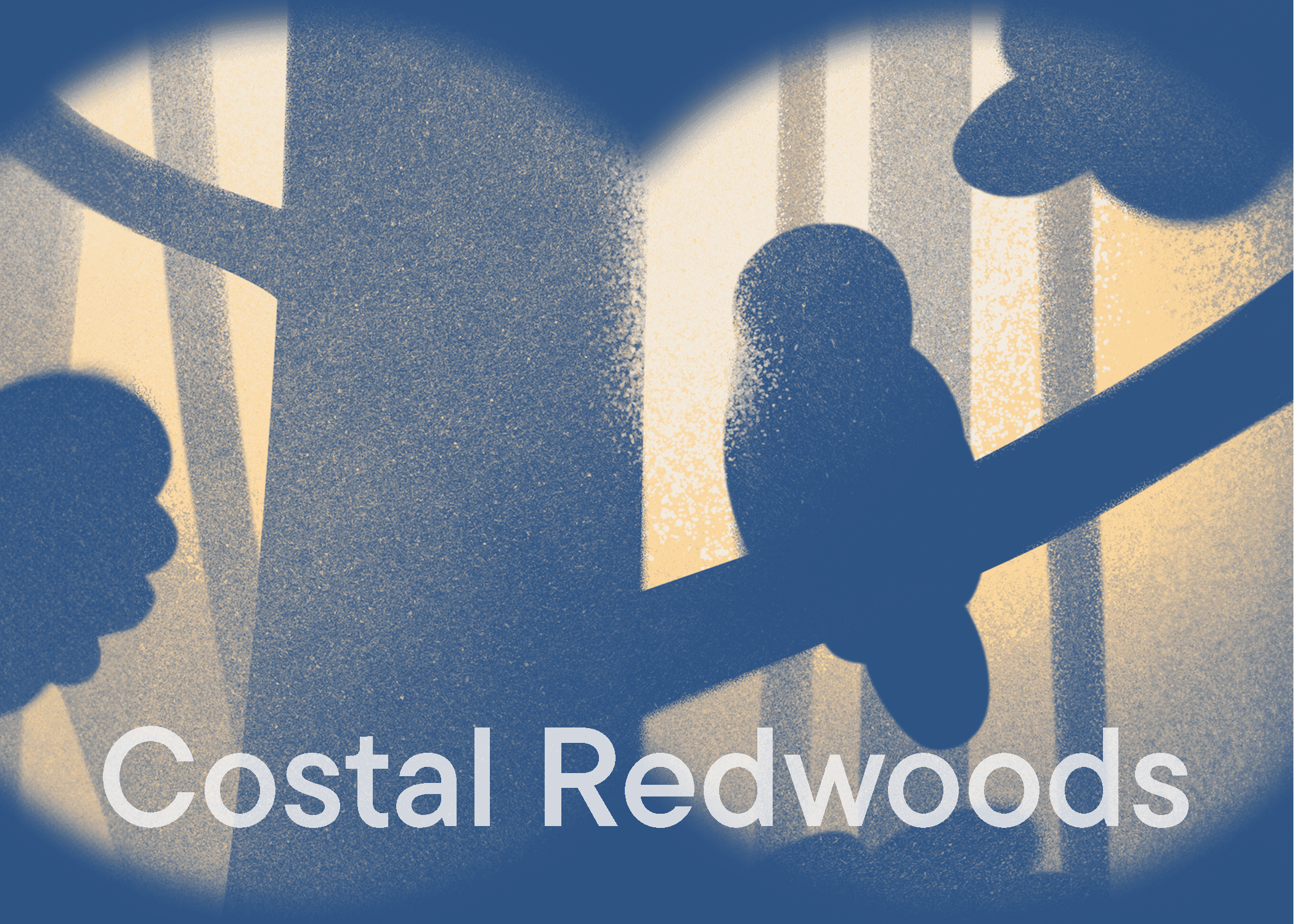Coastal Redwoods - Listening Room BG